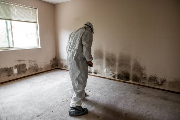 Best Crawl Space Mold Remediation  in Linden, TN